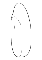 60821SR3J00ZZ - Body: Tie Down Hook for Acura: Integra Image