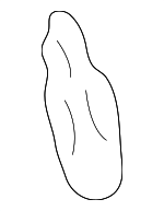 2626189965 - Electrical: License Lmp Bulb for Nissan: 200SX, 240SX, 350Z, 370Z, 720, Altima, Armada, Cube, D21, Frontier, GT-R, Juke, Kicks, Kicks Play, LEAF, Maxima, Murano, NV1500, NV200, NV2500, NV3500, Pathfinder, Pathfinder Armada, Pickup, Pulsar NX, Qashqai, Quest, Rogue, Rogue Select, Rogue Sport, Sentra, Stanza, TITAN, Versa, Versa Note Image