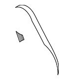 LR123070 - Cooling System: Fan Belt for Land Rover: Defender 110, Defender 130, Defender 90, Discovery, Range Rover, Range Rover Sport, Range Rover Velar Image