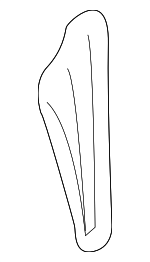 51718218925 - Body: Lamp Cover for BMW Image