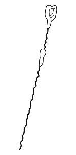 15650P8AA01 - : Dipstick for Acura: CL, MDX, TL Image