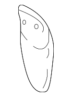 55136501AD - Body: Splash Shield for Mopar Image