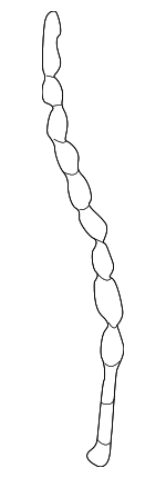 Fuel Filler Housing Drain Hose