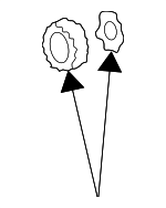 4293167AB - Brakes: Hub &amp; Bearing Nut Lock for Chrysler: Cirrus, Grand Voyager, Imperial, LeBaron, New Yorker, Pacifica, Sebring, TC Maserati, Town &amp; Country, Voyager | Dodge: Caliber, Caravan, Dakota, Grand Caravan, Neon, Stratus, Viper | Jeep: Compass, Patriot | SRT: Viper Image