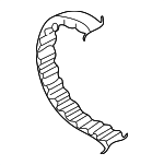 58109119C - Engine: Timing Belt for Audi: A4, A4 Quattro Image