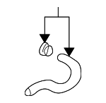 2546937201 - : Engine Coolant Hose for Kia: Optima, Sportage Image