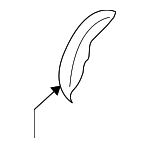 31141RGMA01 - : Pulley for Honda: Accord, Accord Crosstour, Odyssey, Pilot, Ridgeline Image