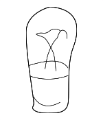 Turn Signal Light Bulb