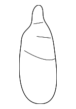 4B0837171 - Body: Cable Clip for Audi: A4, A4 Quattro, A6, A6 Quattro, A8 Quattro, Allroad Quattro, S4, S6, S8 Image