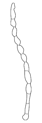 893809937 - Body: Drain Hose for Volkswagen: Beetle, Golf, Passat Image