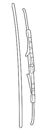 MZ690131 - : Wiper Blade for Mitsubishi: Eclipse, Galant, Mirage, Montero Sport, Sigma Image