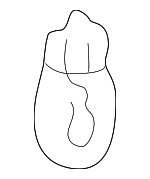 34901SB0671 - Electrical: Bulb for Honda: Accord, Civic, CR-V, CR-Z, Crosstour, CRX, Element, Fit, Insight, Odyssey, Pilot, Prelude Image