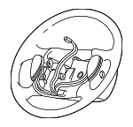 2C6Z3600AAA - Steering: Steering Wheel for Lincoln: Blackwood Image